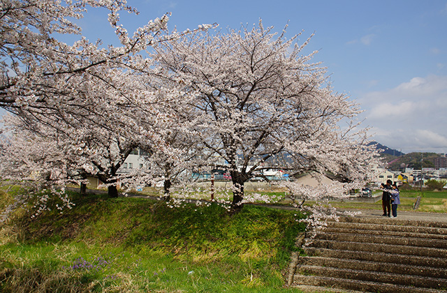 中山道鵜沼宿と大安寺川の桜並木の写真