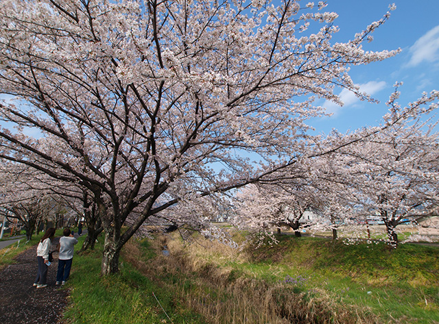 中山道鵜沼宿と大安寺川の桜並木の写真
