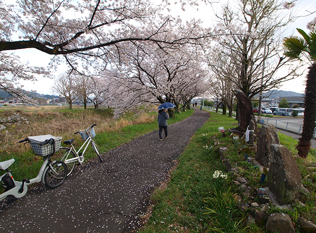 中山道鵜沼宿と大安寺川の桜並木の写真