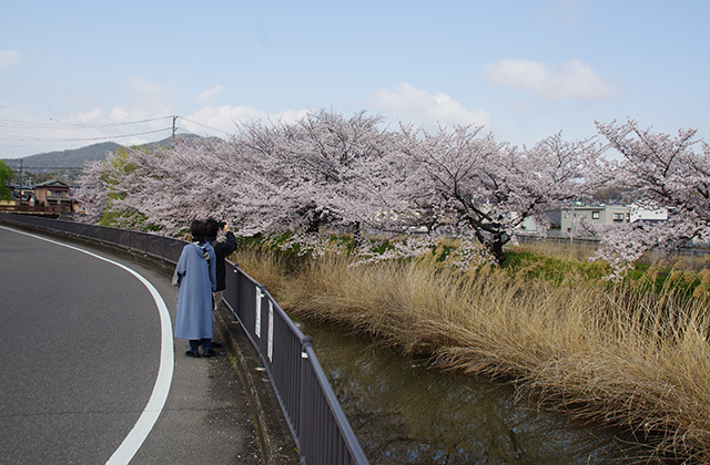 中山道鵜沼宿と大安寺川の桜並木の写真