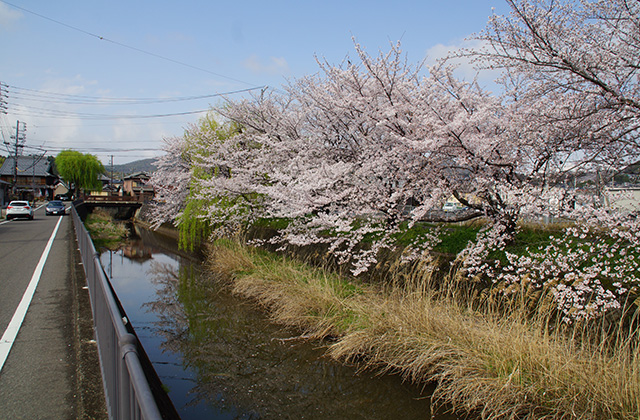 中山道鵜沼宿と大安寺川の桜並木の写真