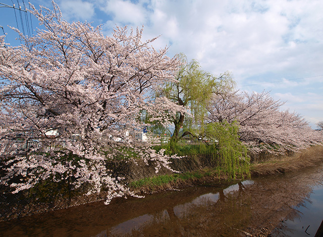 中山道鵜沼宿と大安寺川の桜並木の写真