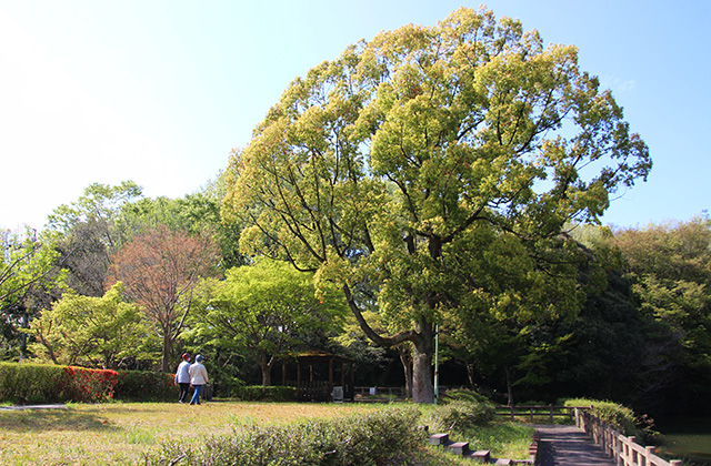 汚池の風景の写真