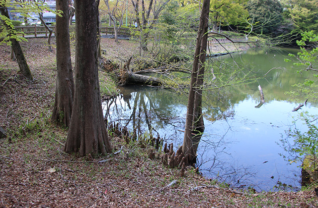 汚池の風景の写真