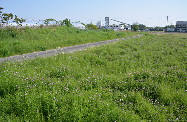 羽島用水の風景の写真