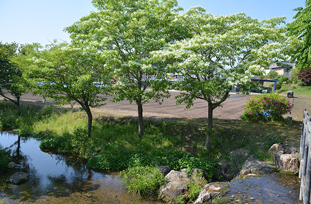 羽島用水の風景の写真