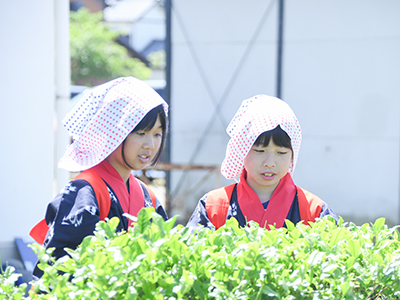 茶摘み体験をする稲羽東小学校の児童の様子
