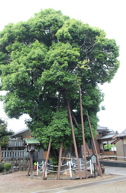 村国真墨田神社の風景の写真