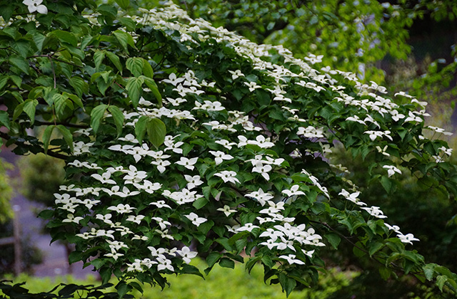 うぬまの森の花々の写真