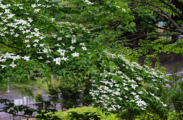 うぬまの森の花々の写真
