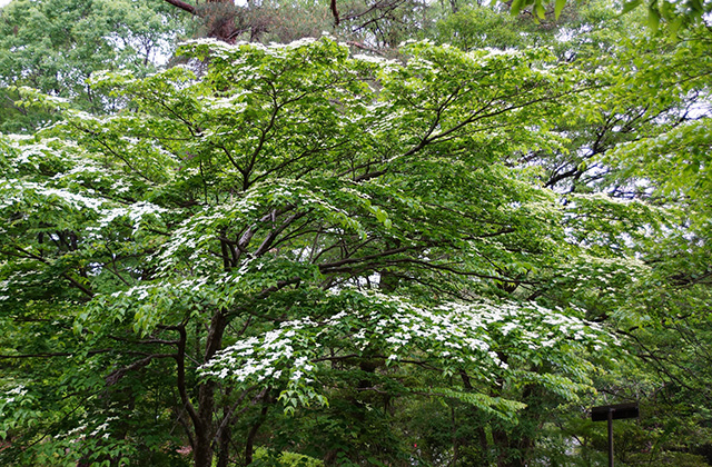 うぬまの森の花々の写真