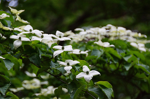 うぬまの森の花々の写真