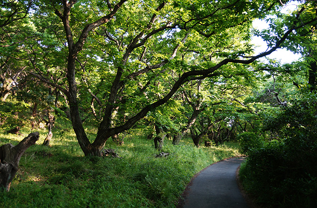 鵜沼大伊木町の風景の写真