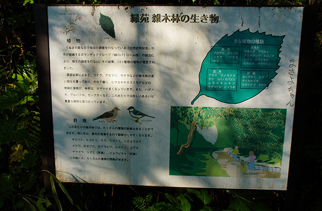 緑苑ふれあいの小道の風景の写真