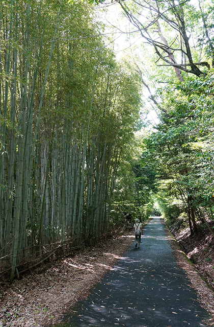 どんぐり山の景色の写真