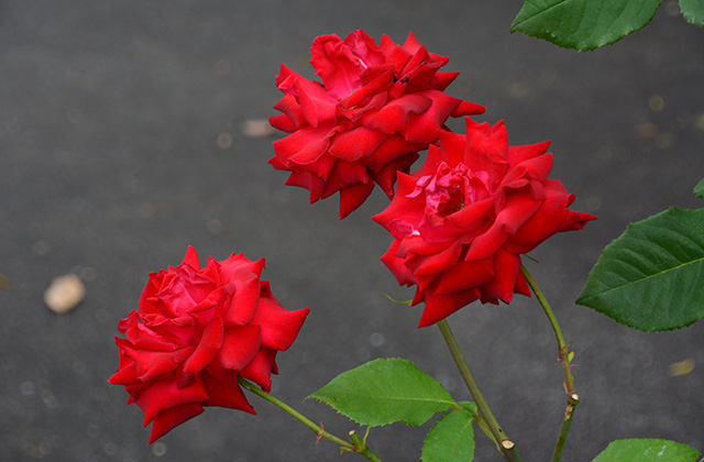浄化センターの花々の写真