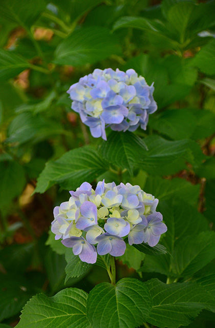 浄化センターの花々の写真