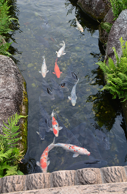 浄化センターの花々の写真