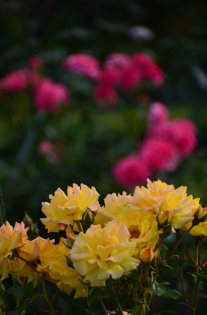 浄化センターの花々の写真
