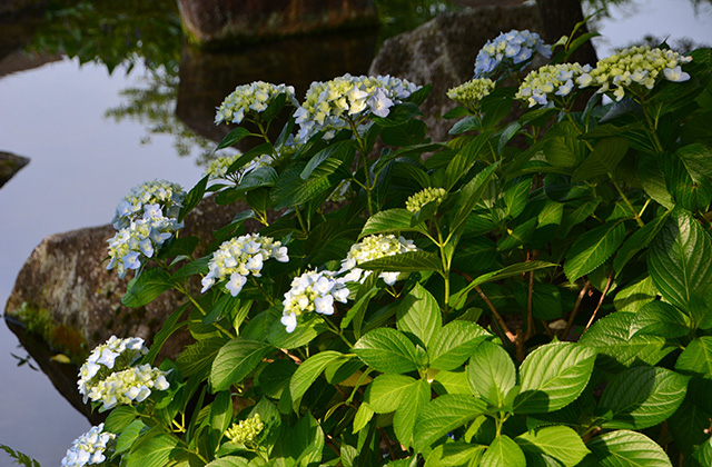 浄化センターの花々の写真