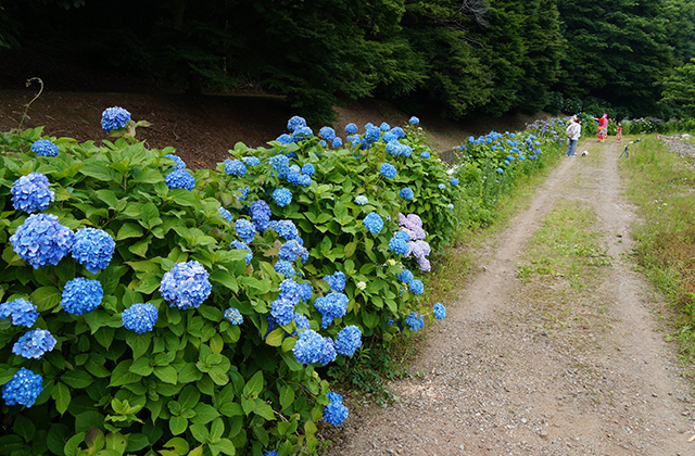 あじさいの小径の風景の写真