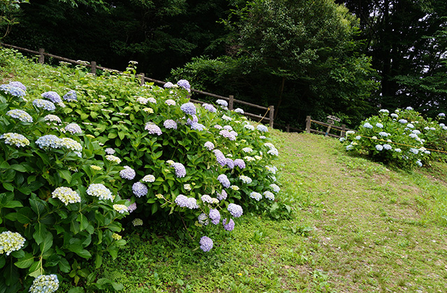 あじさいの小径の風景の写真