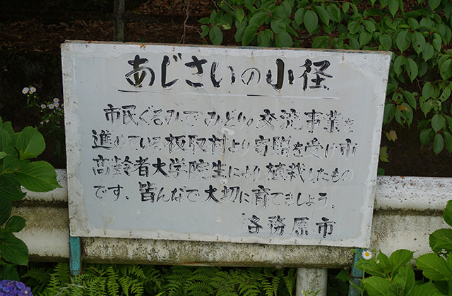 あじさいの小径の風景の写真