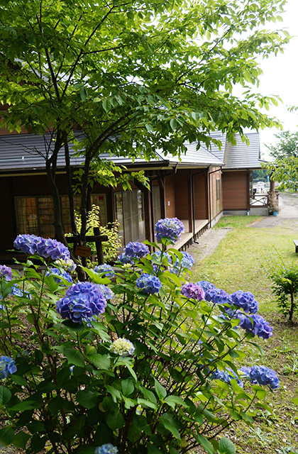 うぬまの森の花々の写真