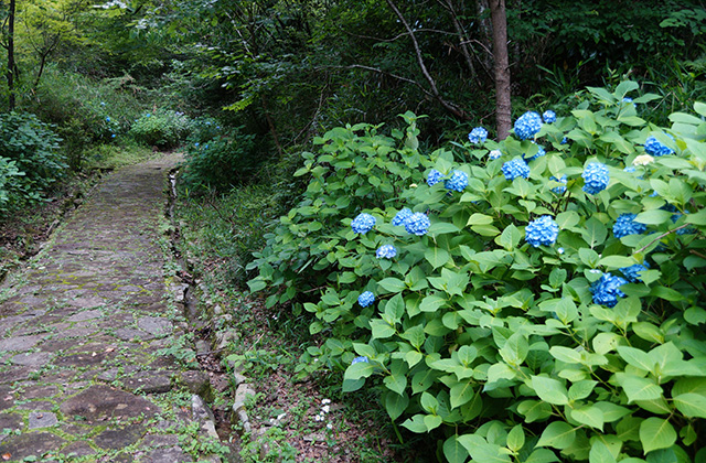 うぬまの森の花々の写真