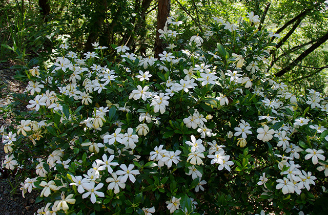 うぬまの森の花々の写真