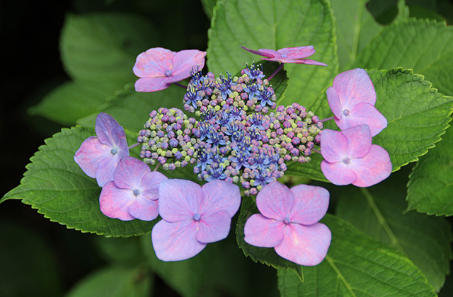 うぬまの森の花々の写真