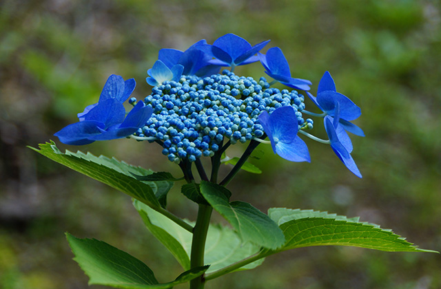 うぬまの森の花々の写真