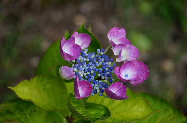 うぬまの森の花々の写真
