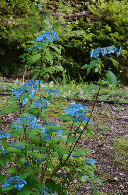 うぬまの森の花々の写真