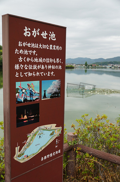 おがせ池のスイレンとあじさいの写真