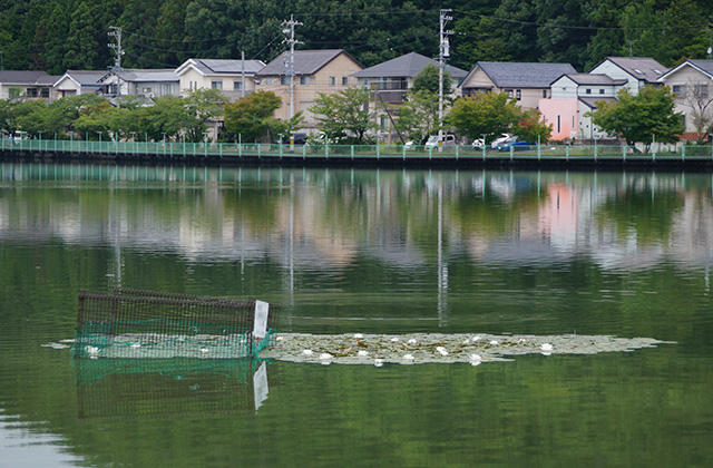 おがせ池のスイレンとあじさいの写真