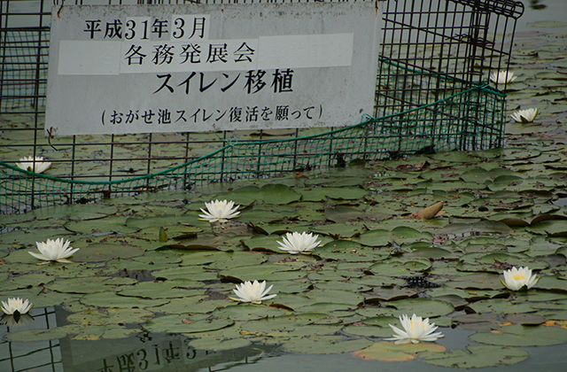 おがせ池のスイレンとあじさいの写真