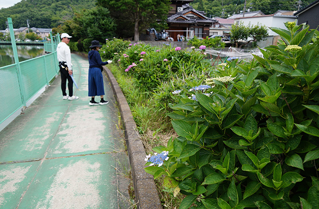 おがせ池のスイレンとあじさいの写真