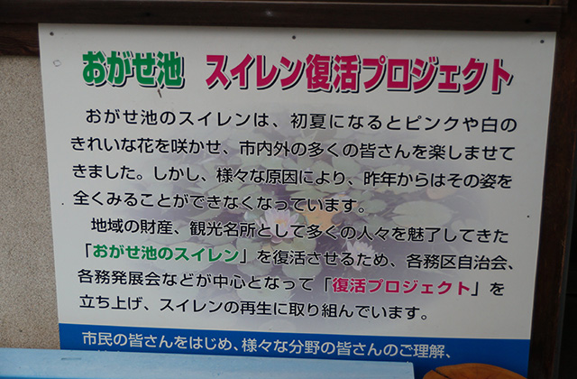 おがせ池のスイレンとあじさいの写真
