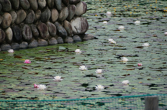 おがせ池のスイレンとあじさいの写真