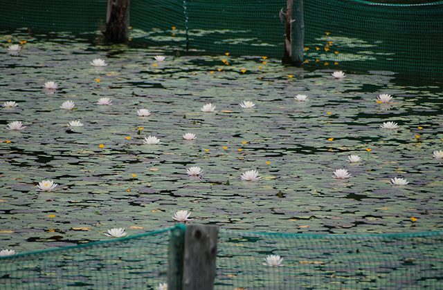 おがせ池のスイレンとあじさいの写真