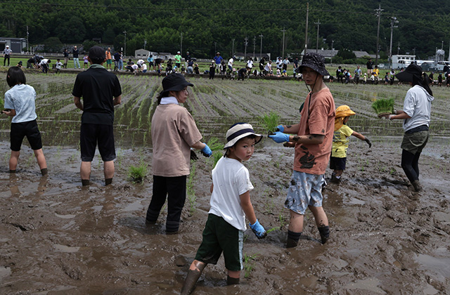 田植え体験の写真