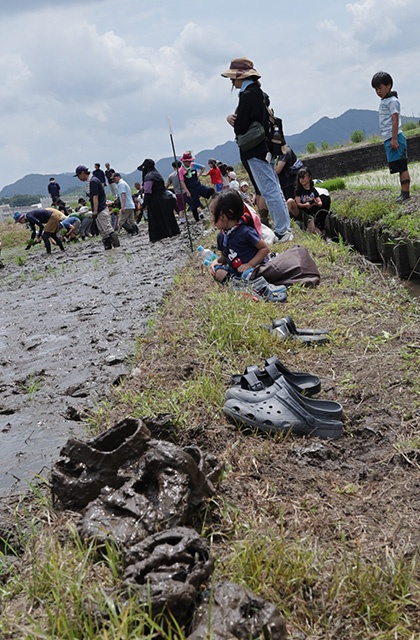 田植え体験の写真