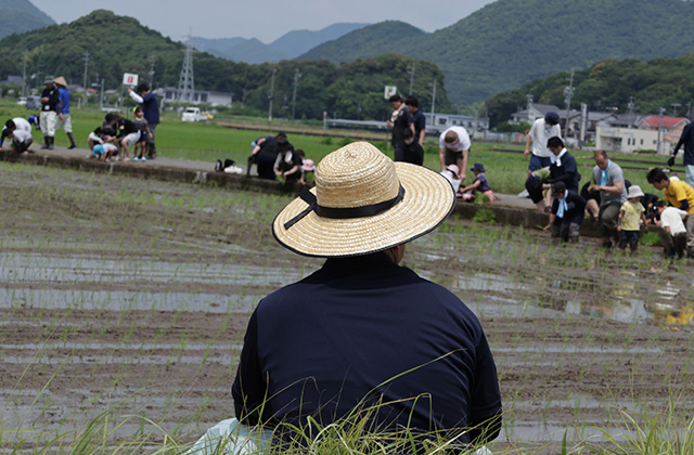 田植え体験の写真