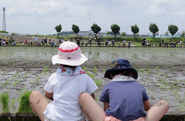 田植え体験の写真