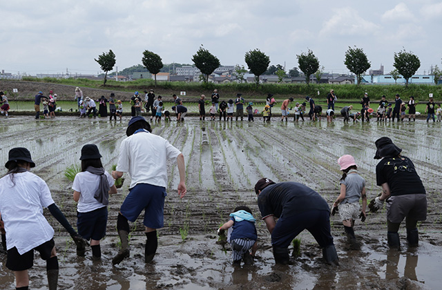 田植え体験の写真