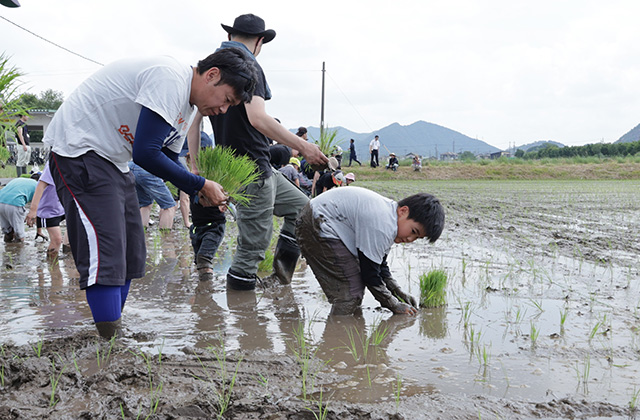 田植え体験の写真