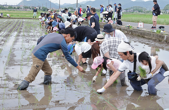 田植え体験の写真
