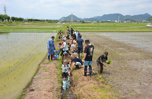 田植え体験の写真