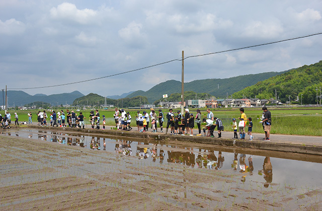 田植え体験の写真